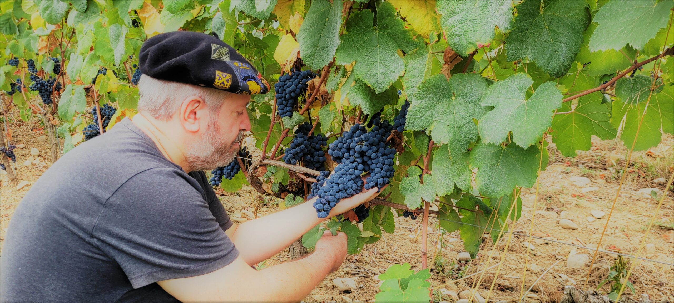 Consultation de la vigne avant vendang.