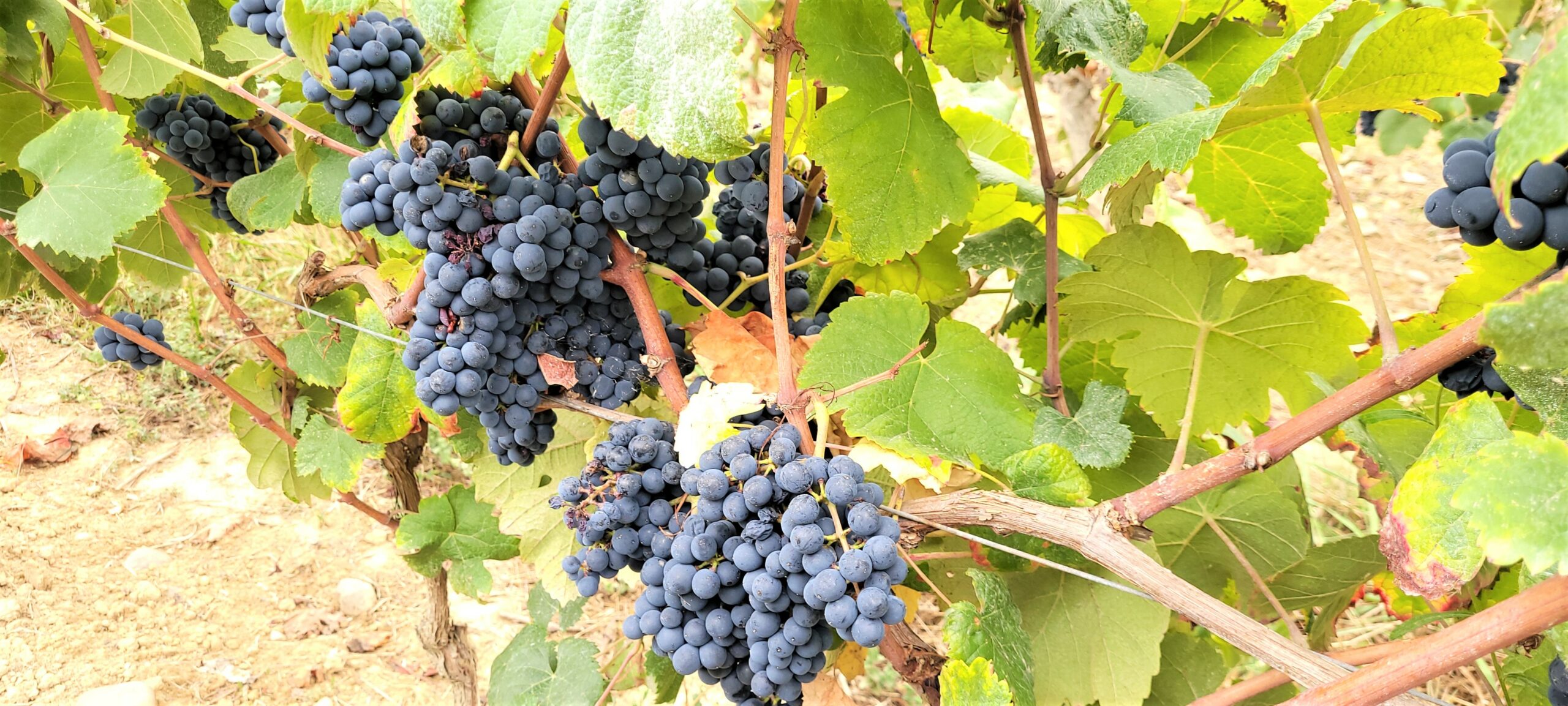 Le raisin de Madiran, dans les hautes pyrénées