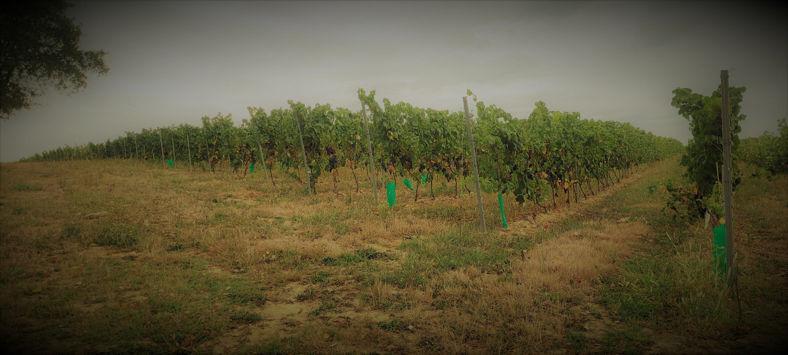 Les vignobles de Madiran et du Pacherenc du Vic-Bilh – Vinetun