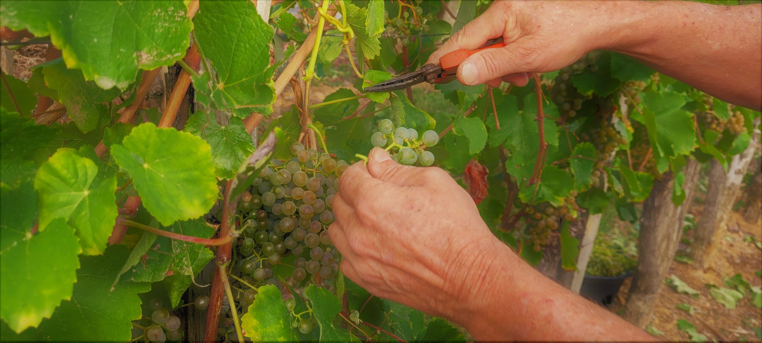 Histoire du vin de Jurançon