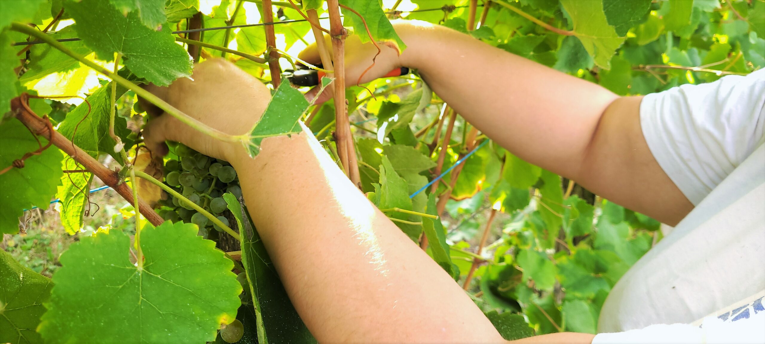 Conseil de votre caviste Vinetun, bases pour déguster nos vins du Sud-Ouest